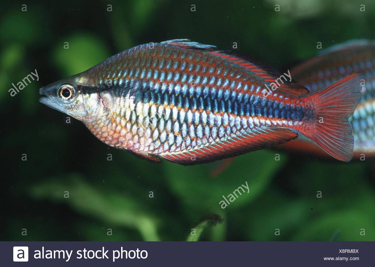 Goyder River Rainbowfish High Resolution Stock Photography and Images ...