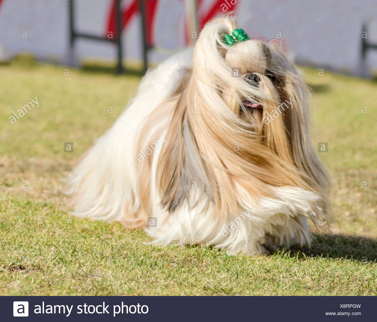 A Small Young Light Brown Black And White Tan Shih Tzu Dog With A