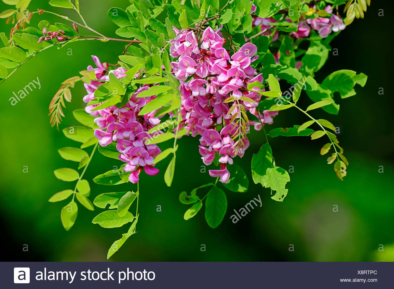 Locust Tree Acacia Robinia Pseudoacacia High Resolution Stock