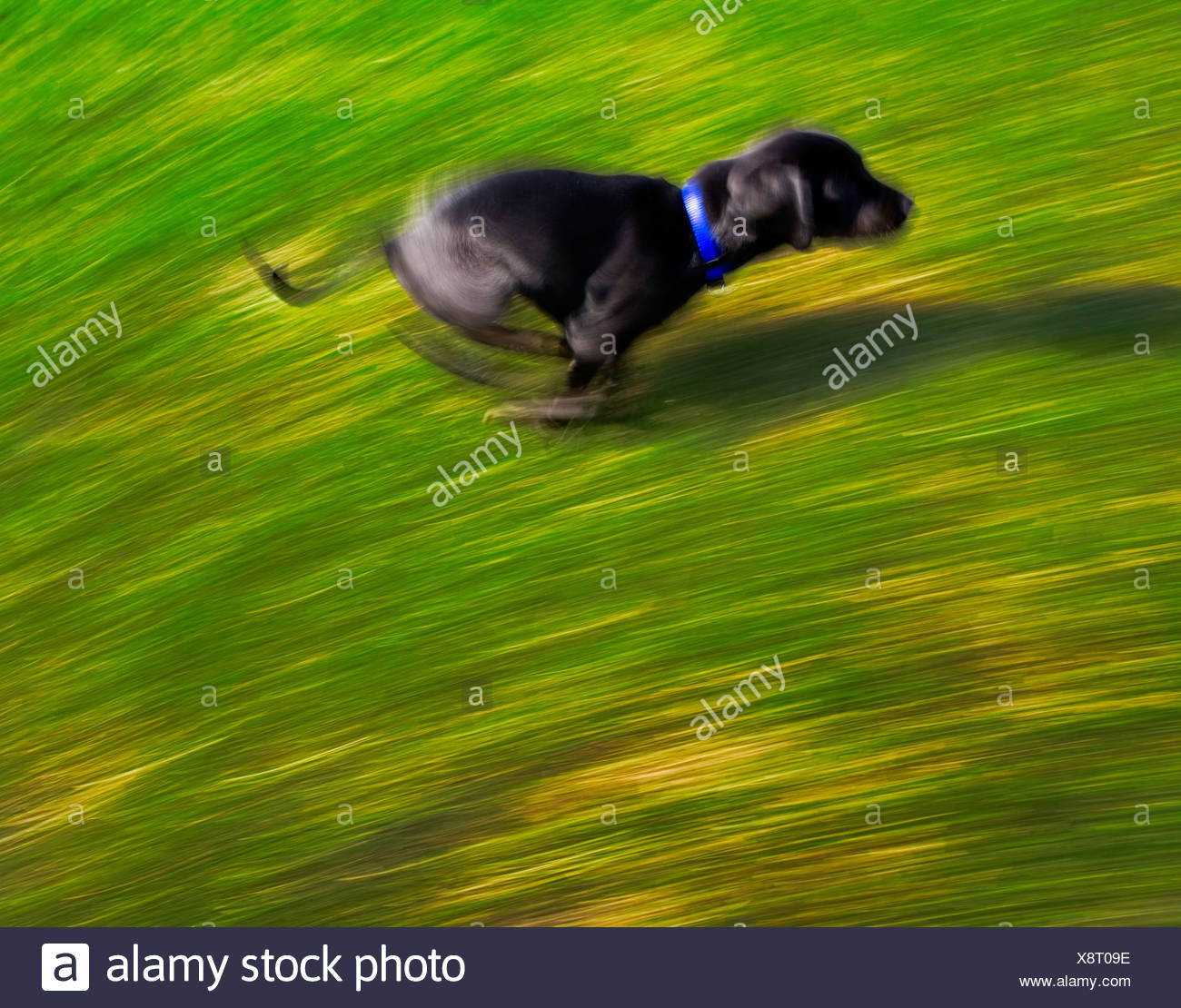 Black Dog Stock Photos & Black Dog Stock Images Alamy