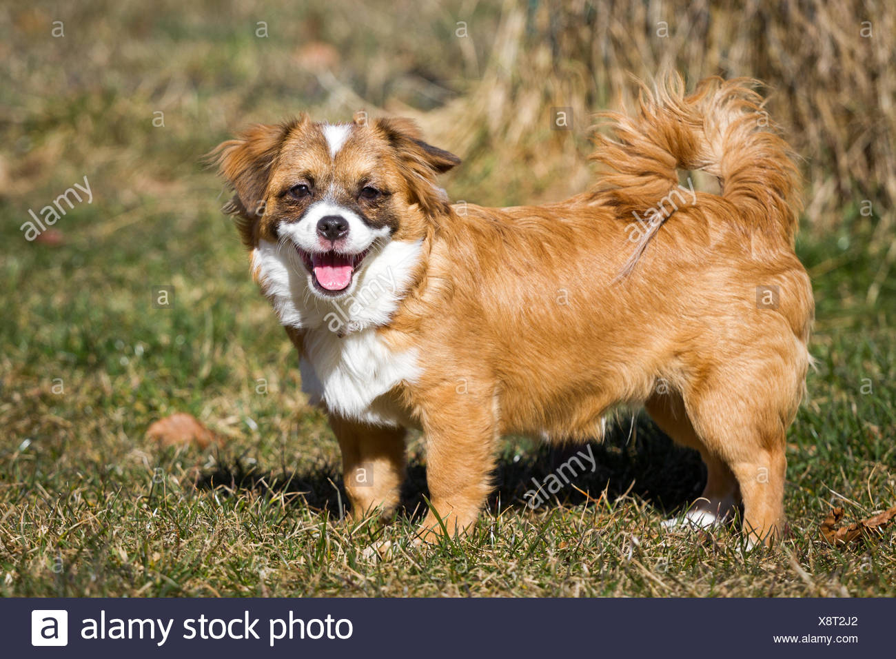 Hund Im Garten Stock Photos &amp; Hund Im Garten Stock Images Alamy