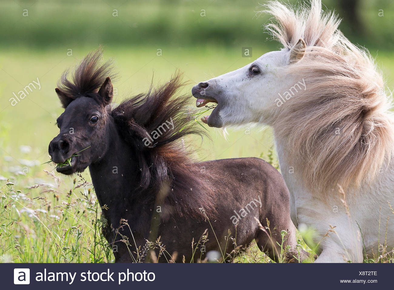 American Miniature Horse Two Young Stallion Play Fighting On A Pasture Switzerland Stock Photo Alamy