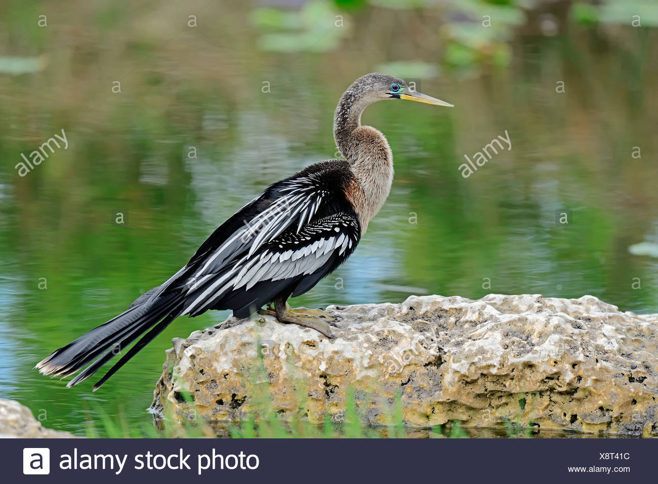 Female With Snake High Resolution Stock Photography and Images Alamy