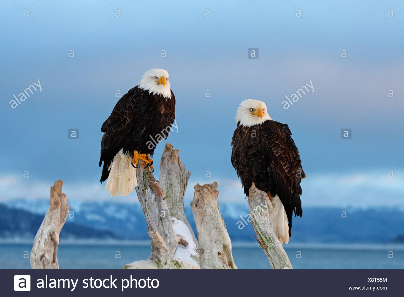 Two Bald Eagles Sitting On A Dead Tree High Resolution Stock