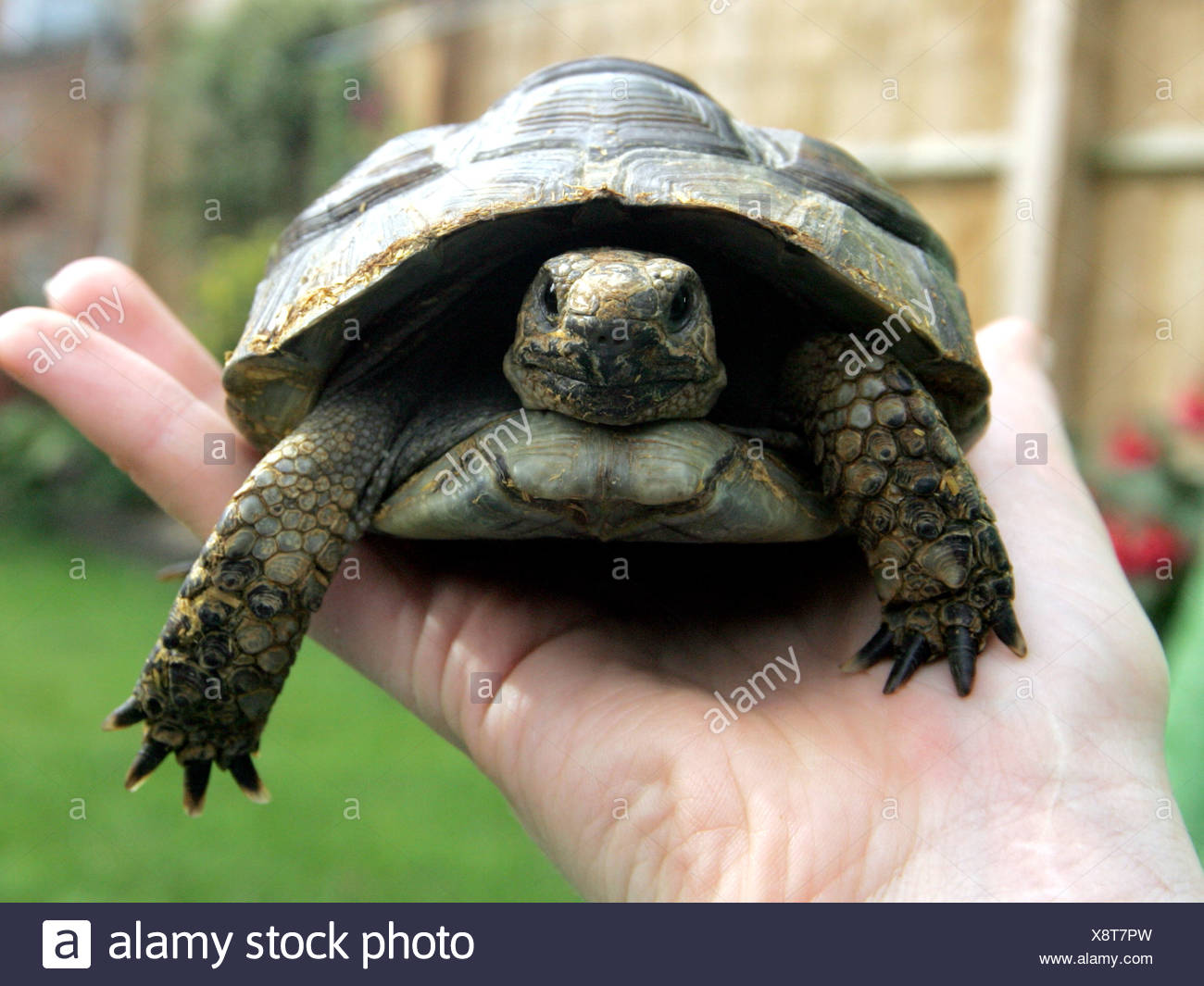Tortoise Shell Off Coming out from his/her Shell — Digital Spy