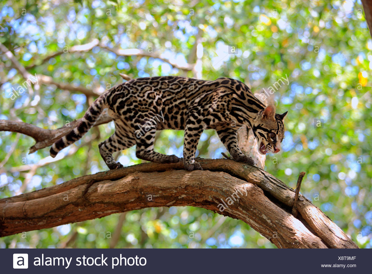 Tree Ocelot High Resolution Stock Photography and Images - Alamy