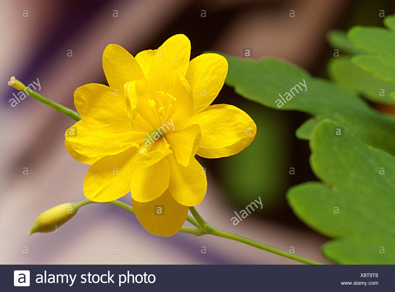How to remove warts celandine independently How to remove warts celandine independently