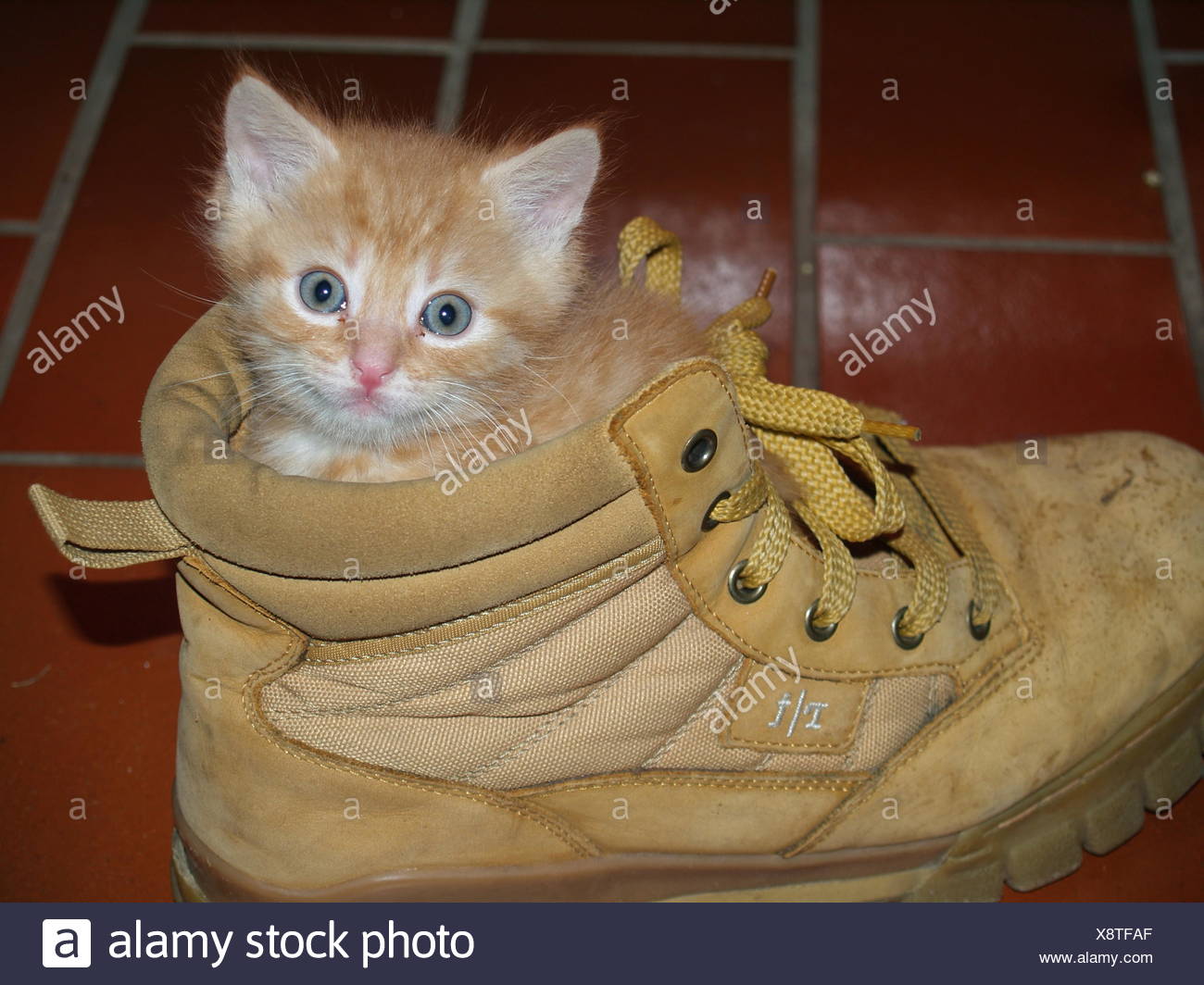 caterpillar shoes stock number