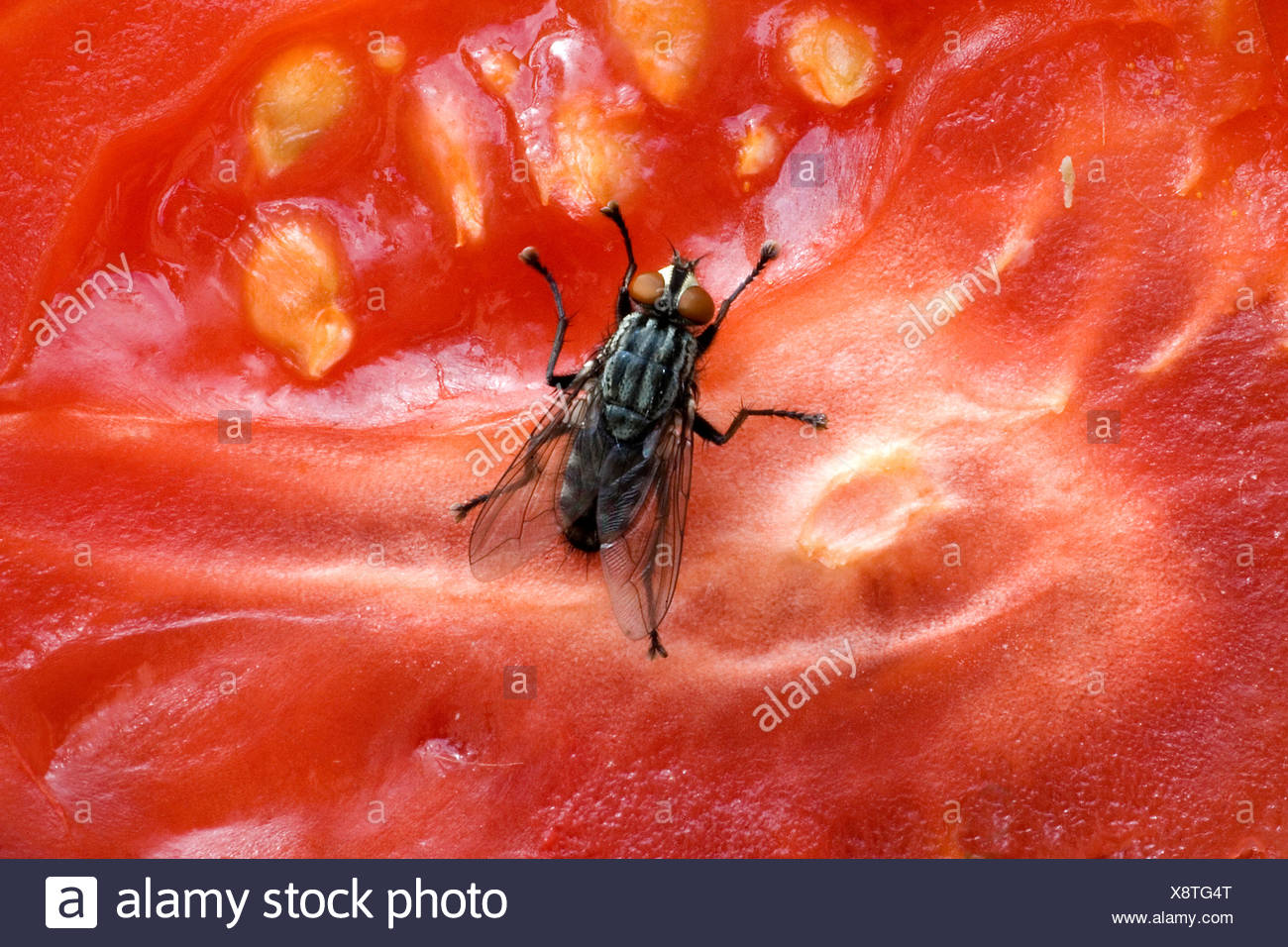 Tomato Fruit Fly High Resolution Stock Photography and Images Alamy