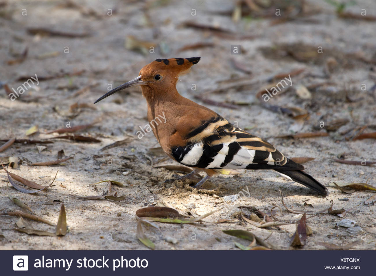 African Hoopoe Stock Photo
