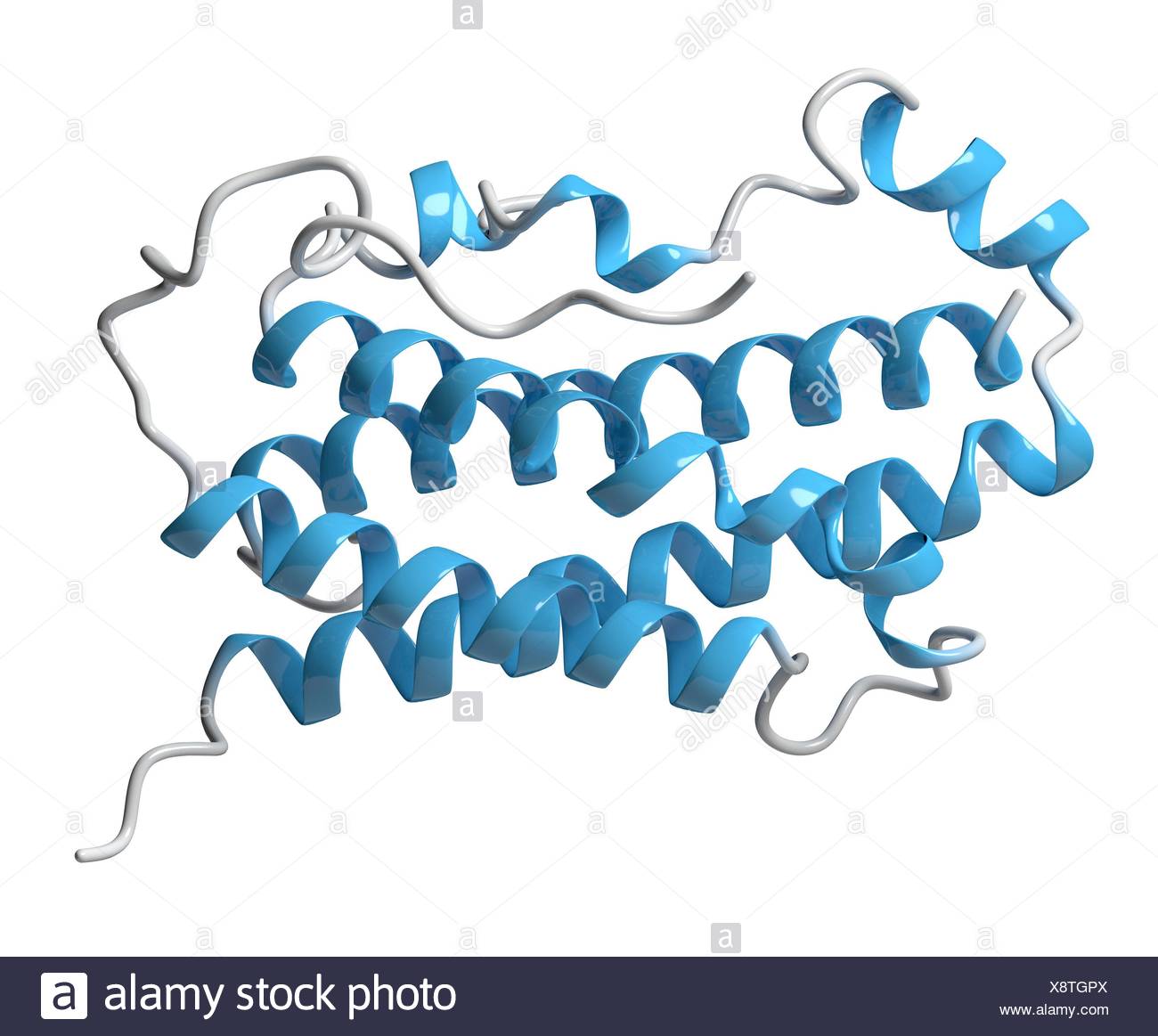 Human Growth Hormone Hgh Somatotropin Protein Natural Hormone That Is Used Both As A Medicine And As A Doping Agent Cartoon Model Secondary Structure Colouring Helices Blue Stock Photo Alamy