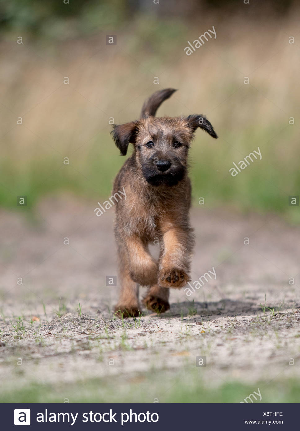 Irish Terrier Puppy High Resolution Stock Photography And Images Alamy