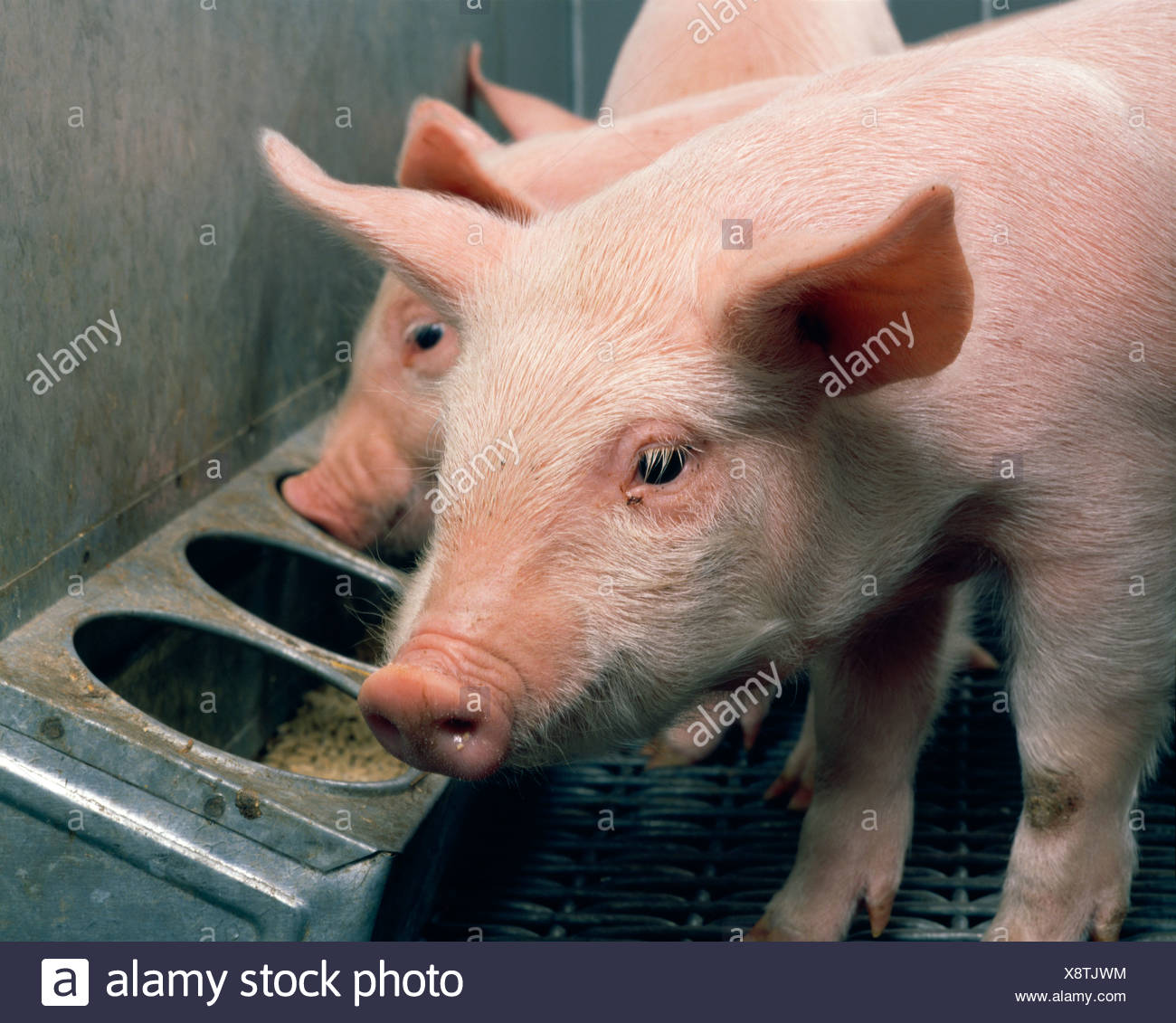 Feed Trough Pig Stock Photos Feed Trough Pig Stock Images Page