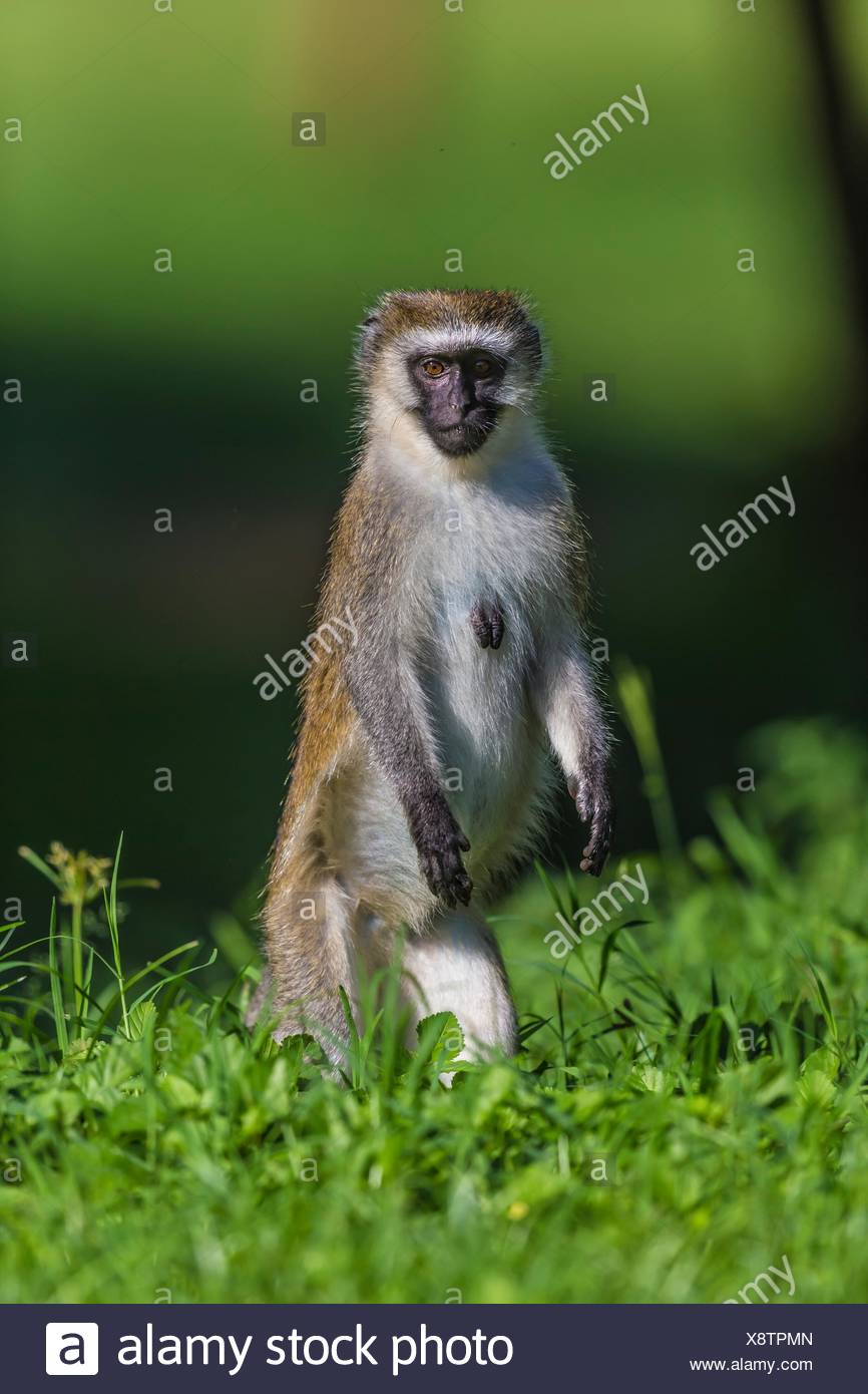 Monkey Standing Up Stock Photos & Monkey Standing Up Stock Images Alamy