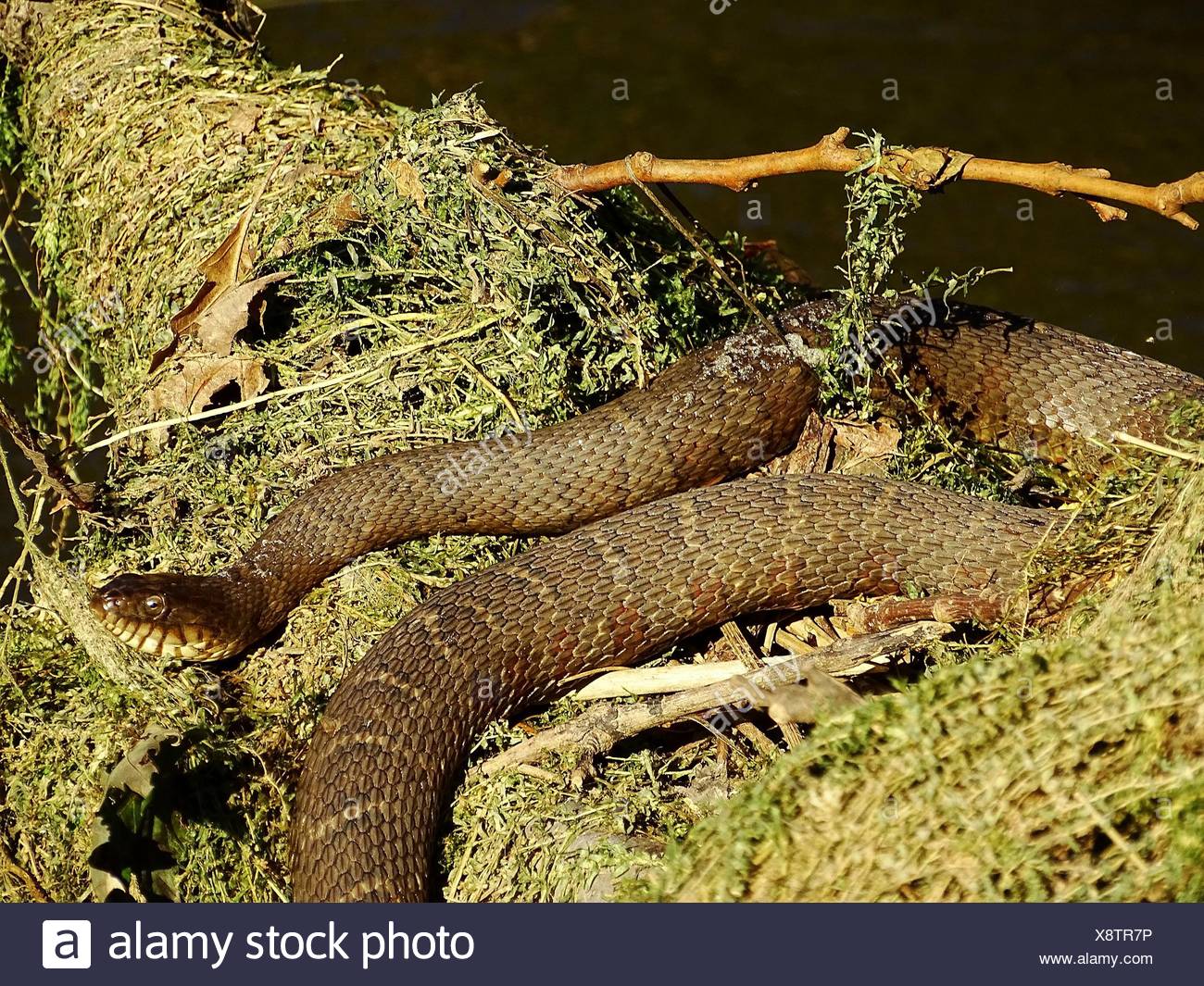 Agkistrodon Piscivorus Stock Photos & Agkistrodon Piscivorus Stock