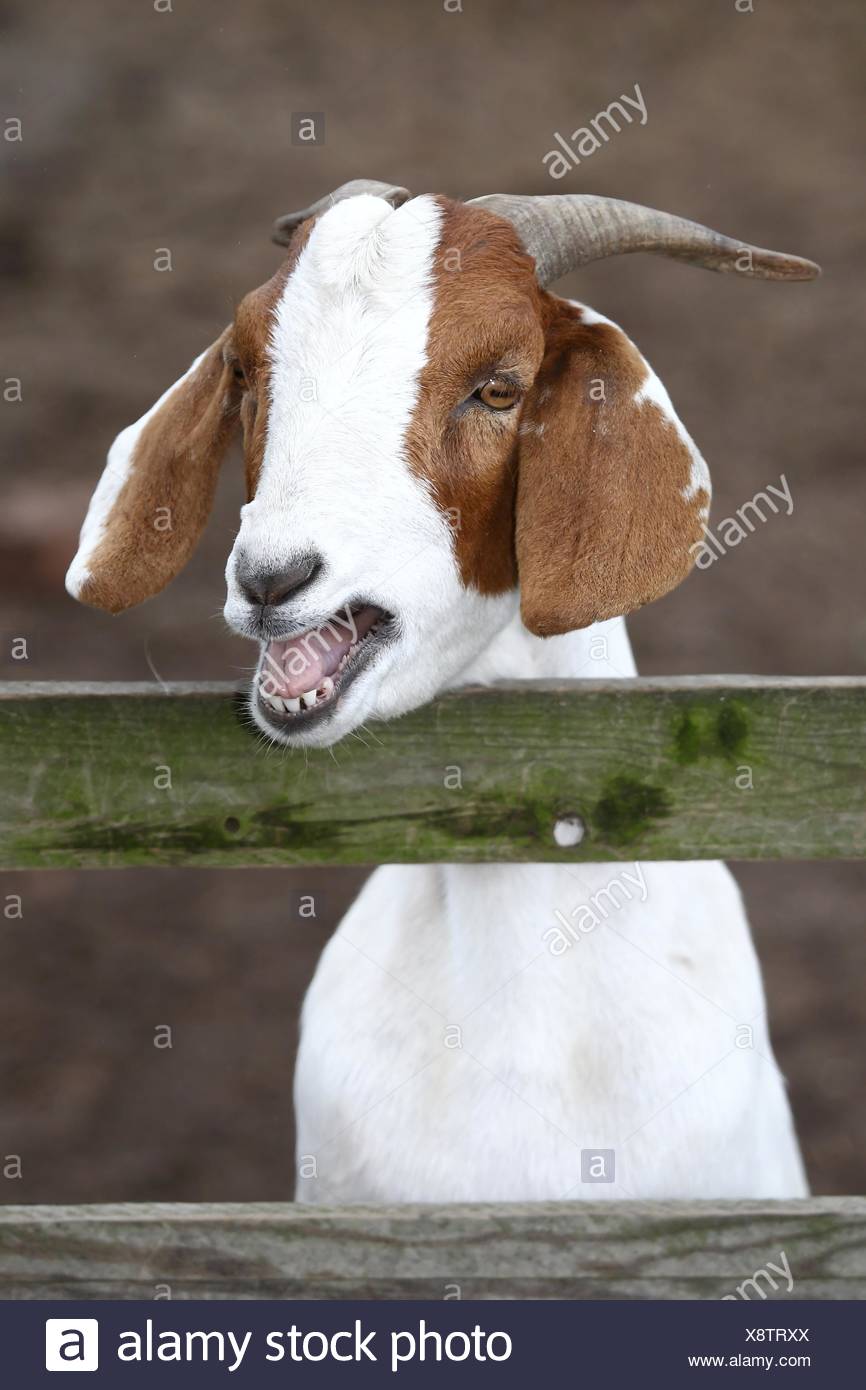 Bleating Goat Portrait Stock Photo Alamy Bleating Goat Portrait Stock Photo Alamy