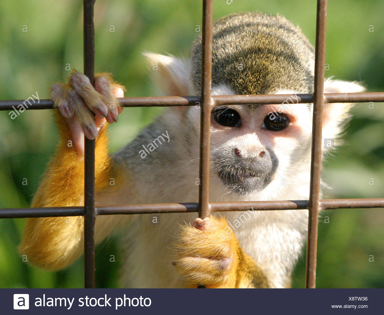 A squirrel monkey in a caged, looking out from behind bars. Stock Photo