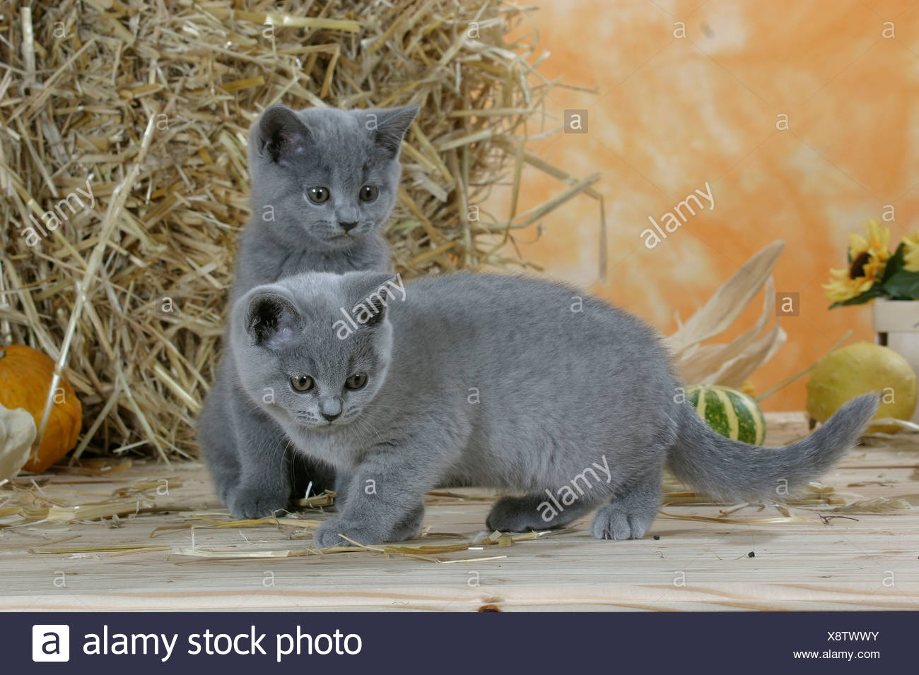 British Shorthair Cats Kittens Blue Stock Photo 280830311 Alamy