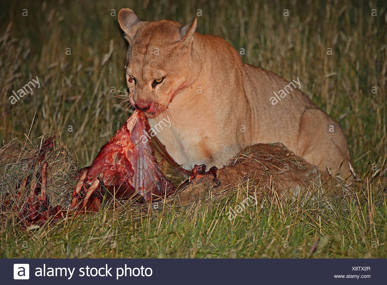 puma eating