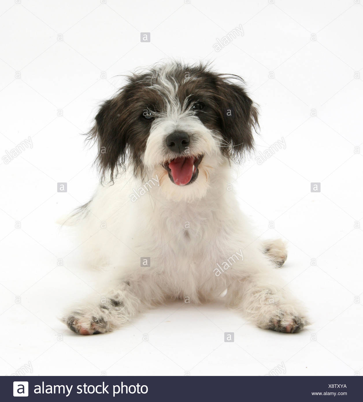 Black-and-white Jack-a-poo, Jack Russell cross Poodle puppy Stock ...