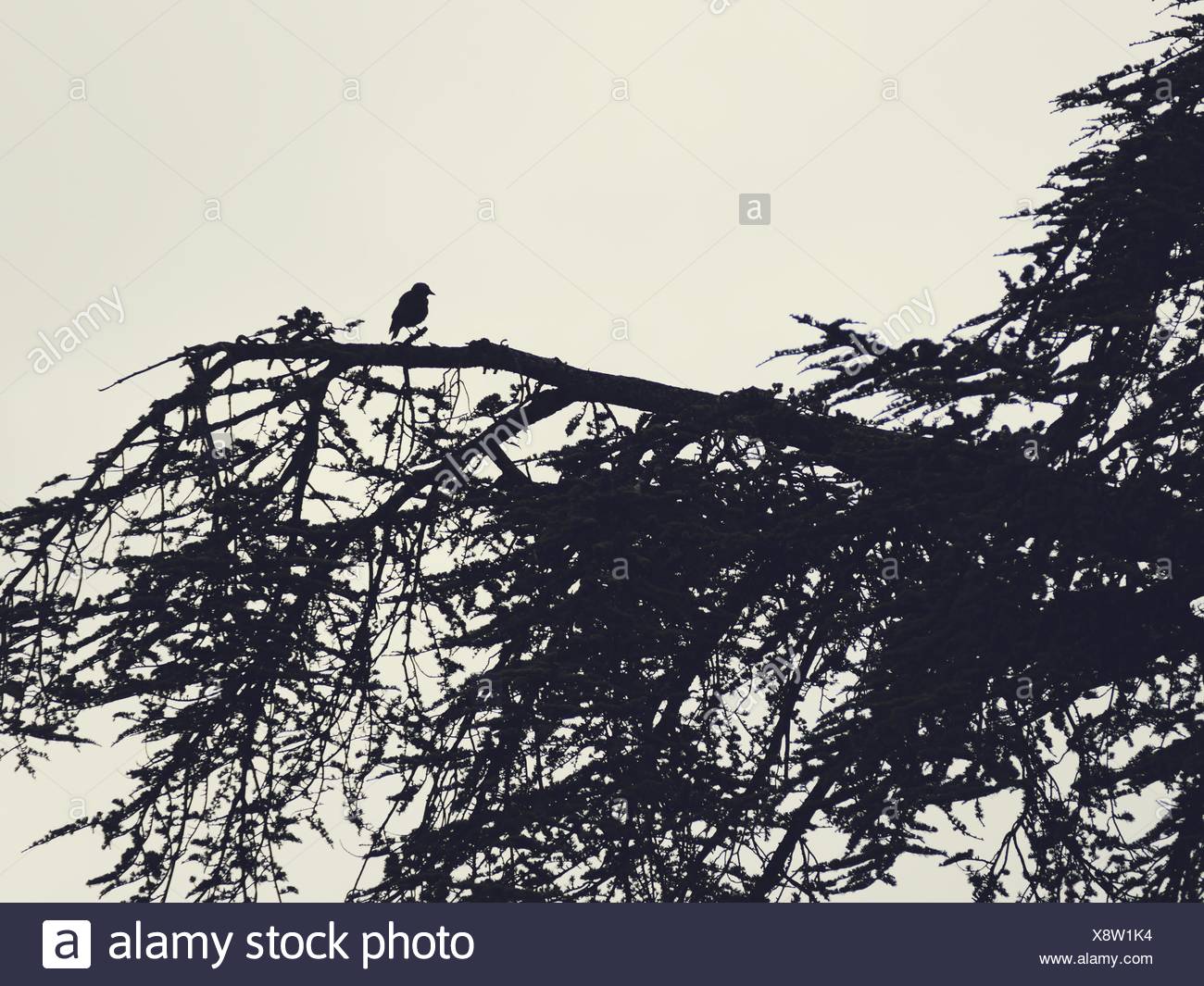 Silhouette Of Bird Siting On Branch