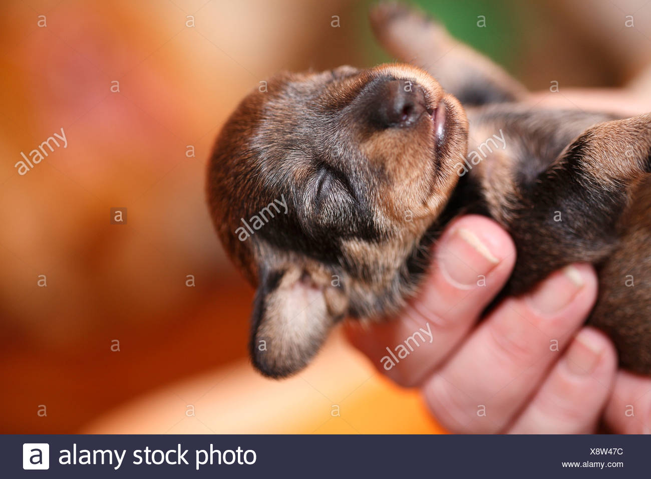 how long is 2 days in dog years