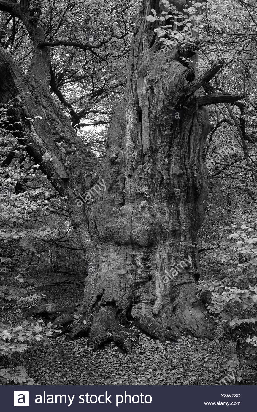 Black And White Oak Trees High Resolution Stock Photography and Images ...