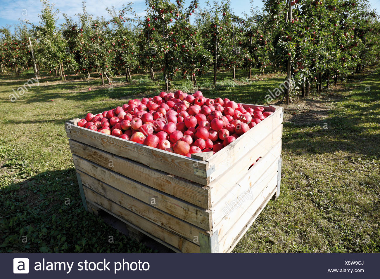Apple Orchard Stock Photos & Apple Orchard Stock Images Alamy