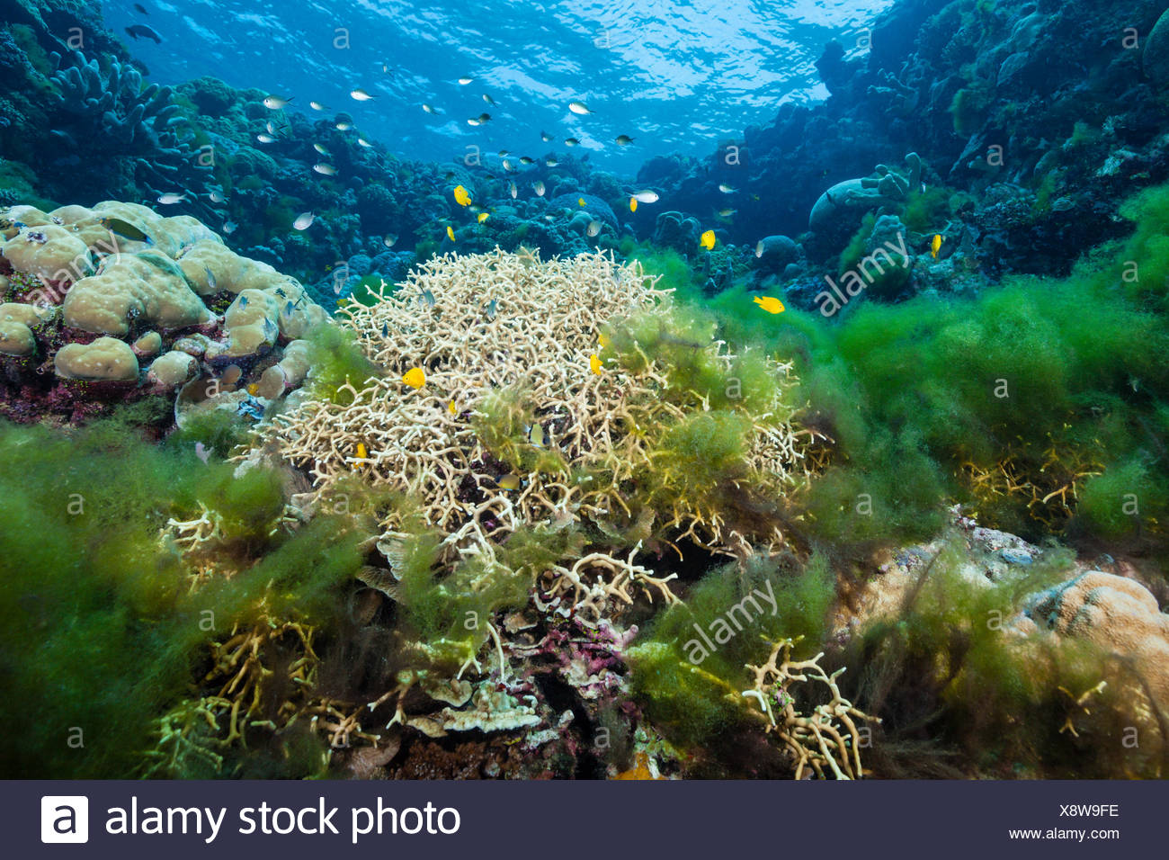 Coral Reef Algae Stock Photos & Coral Reef Algae Stock Images - Alamy