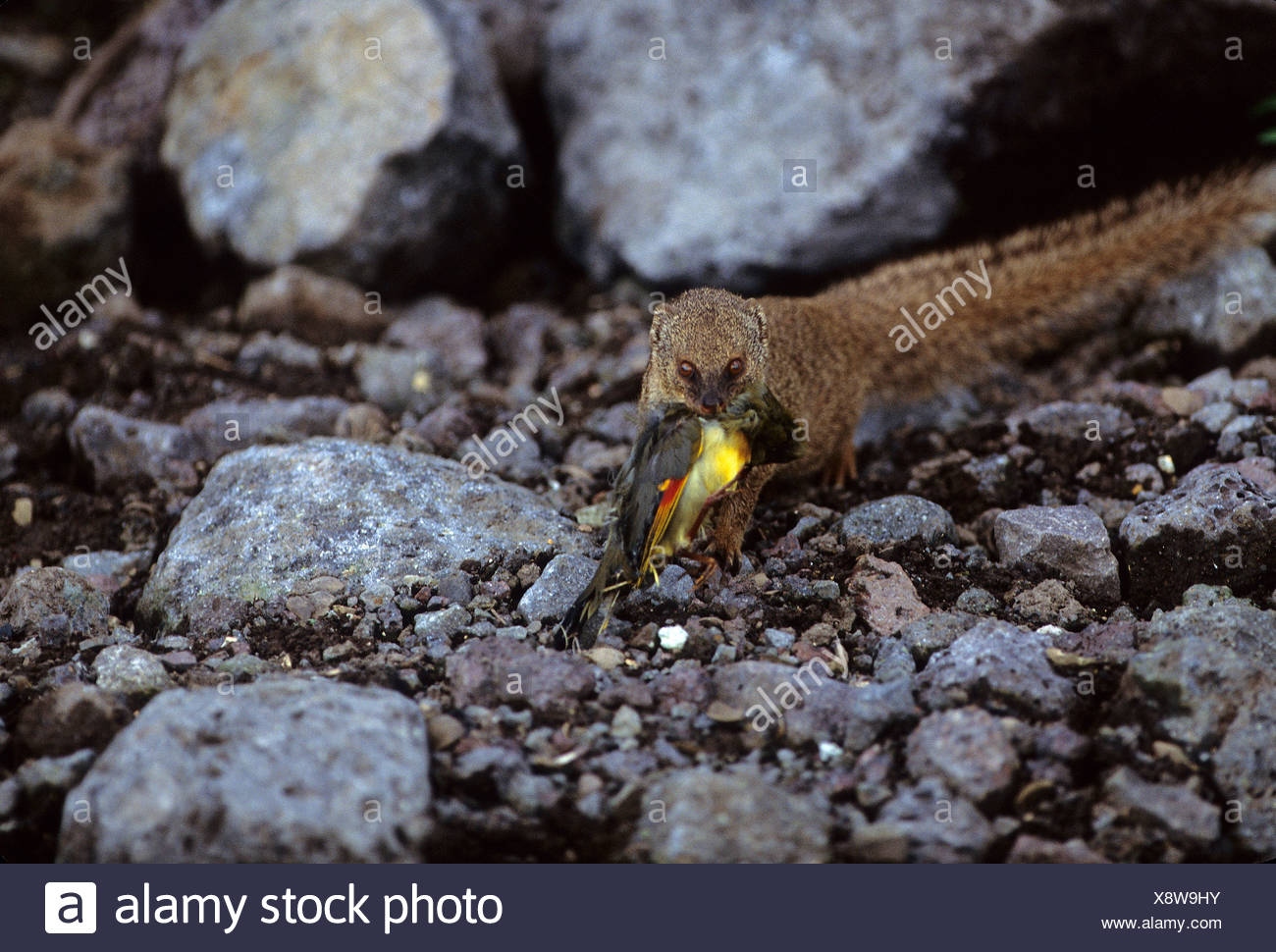 Herpestes Auropunctatus High Resolution Stock Photography and Images ...