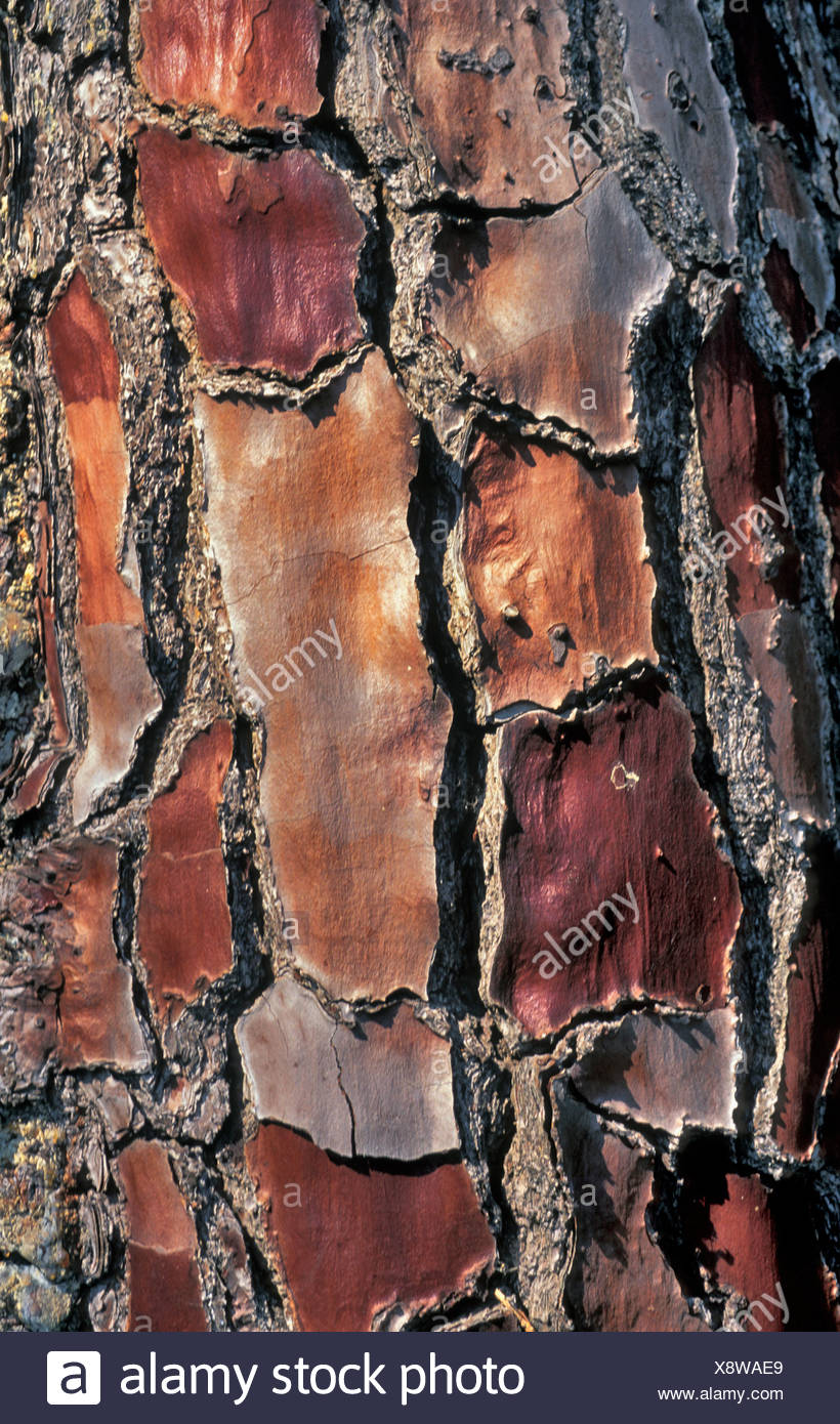 Maritime Pine Bark High Resolution Stock Photography and Images Alamy