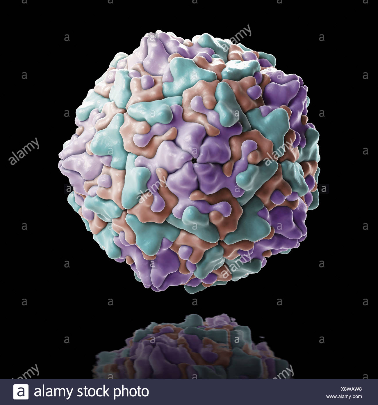 Coxsackie Virus Stock Photos & Coxsackie Virus Stock Images Alamy