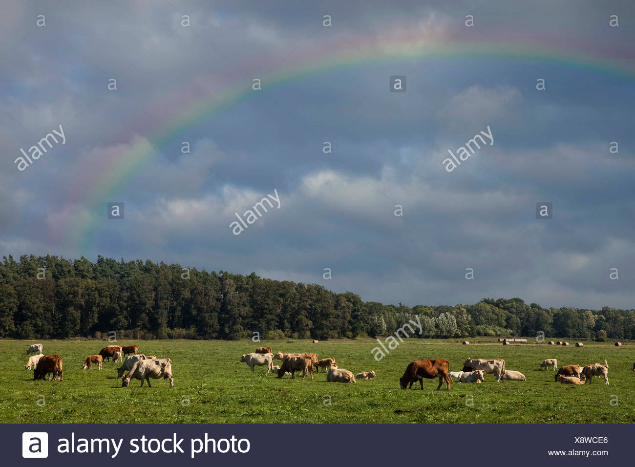 Wredenhagen Stock Photos Wredenhagen Stock Images Alamy