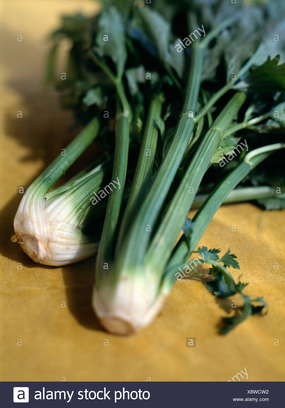 Celery Bulb High Resolution Stock Photography and Images Alamy