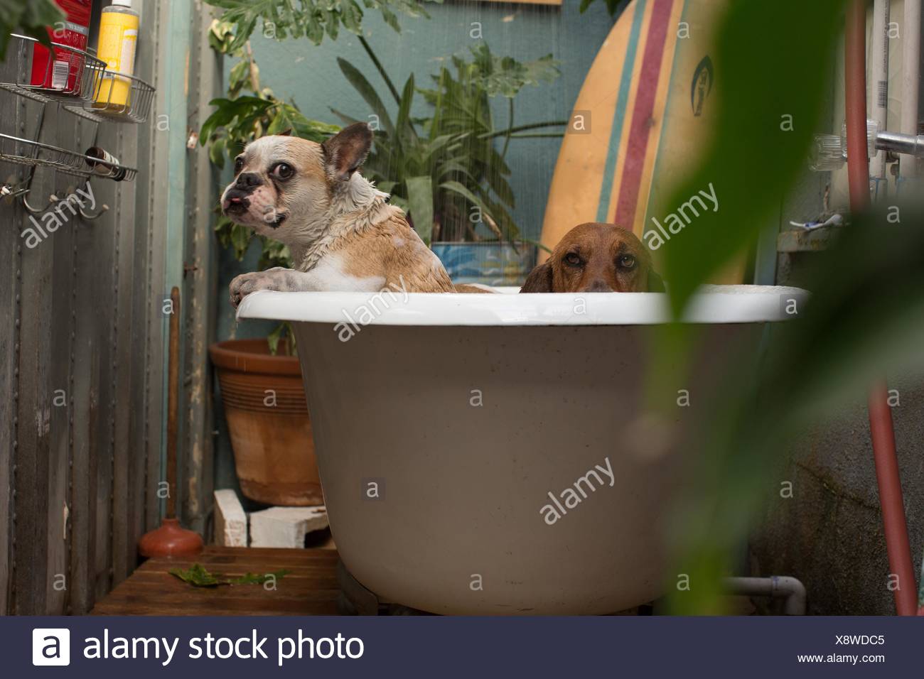 Basset Hound And Wet French Bulldog In Bathtub Looking At Camera