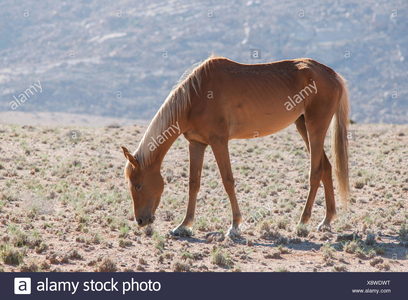 Namibia Wild Horse High Resolution Stock Photography and Images - Alamy