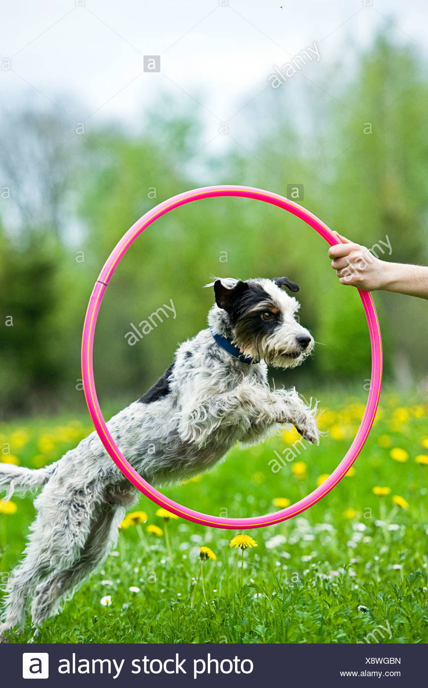 Jumping Through Hoop High Resolution Stock Photography and Images - Alamy