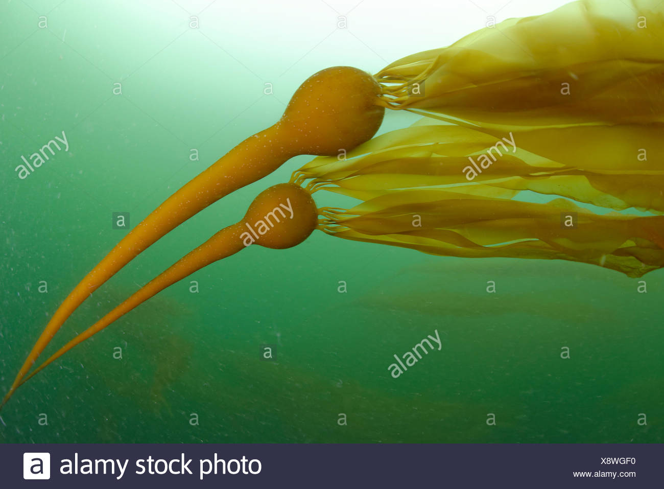 Bull Kelp High Resolution Stock Photography and Images - Alamy