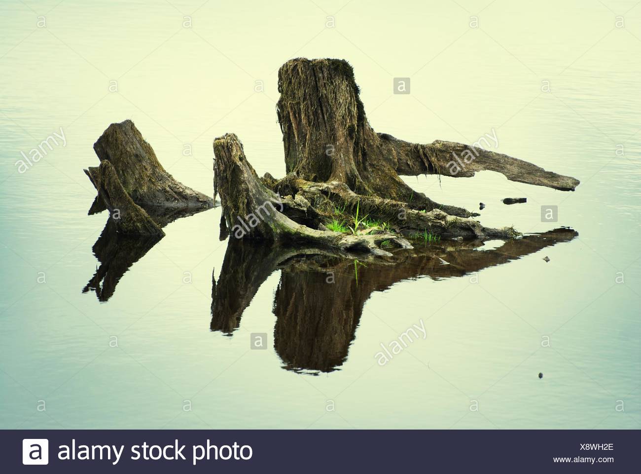 Tree Stump In Water High Resolution Stock Photography and Images Alamy