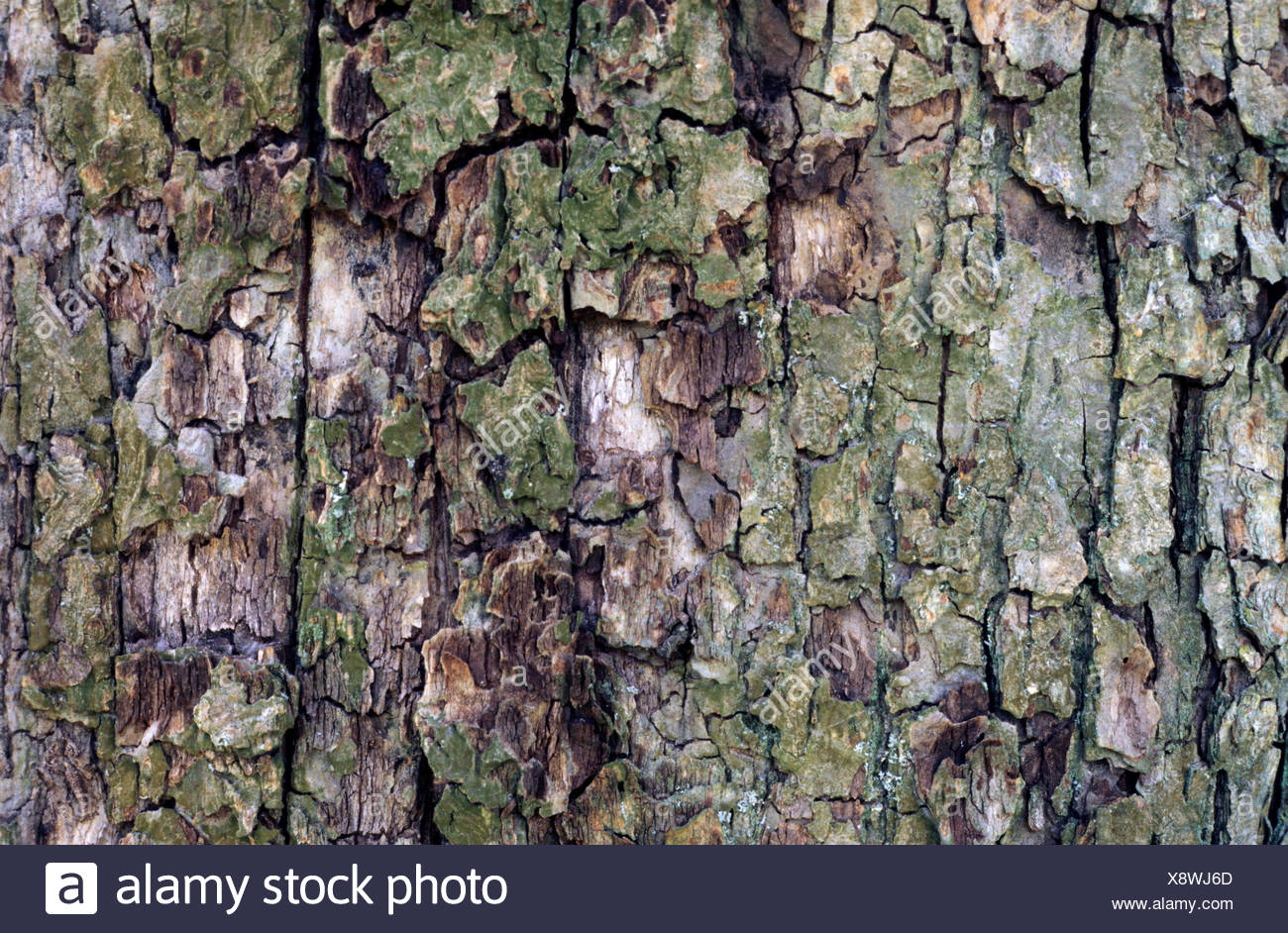 Fruit Tree Bark Stock Photos & Fruit Tree Bark Stock Images Alamy