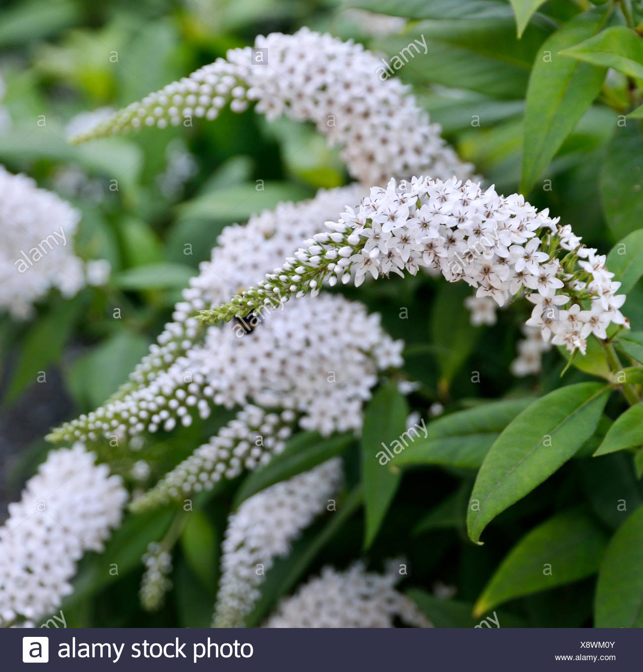 Amazon Com Butterfly Bush Seeds Buddleia Davidii Black Knight