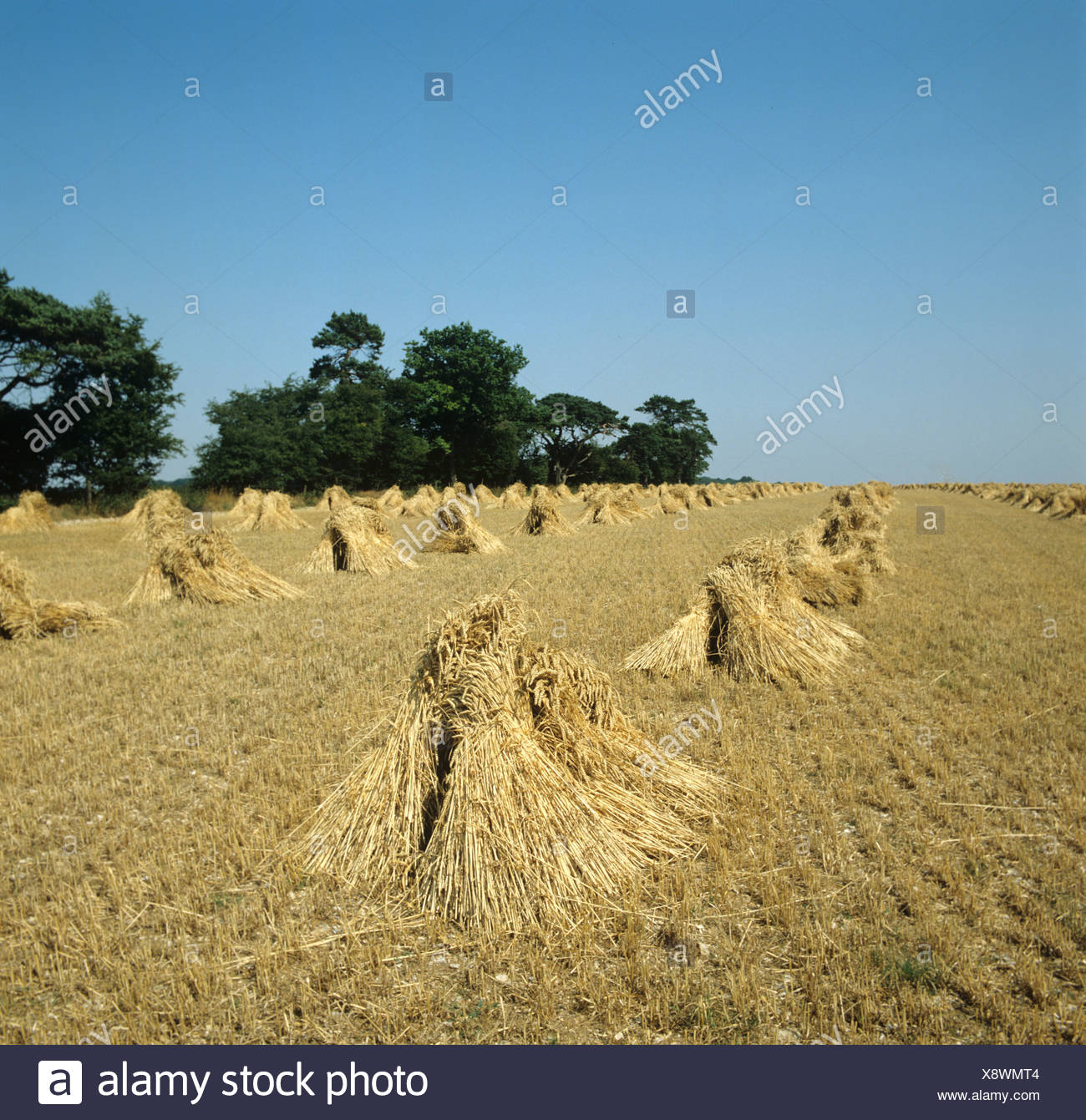 Thatching Straw High Resolution Stock Photography and Images Alamy