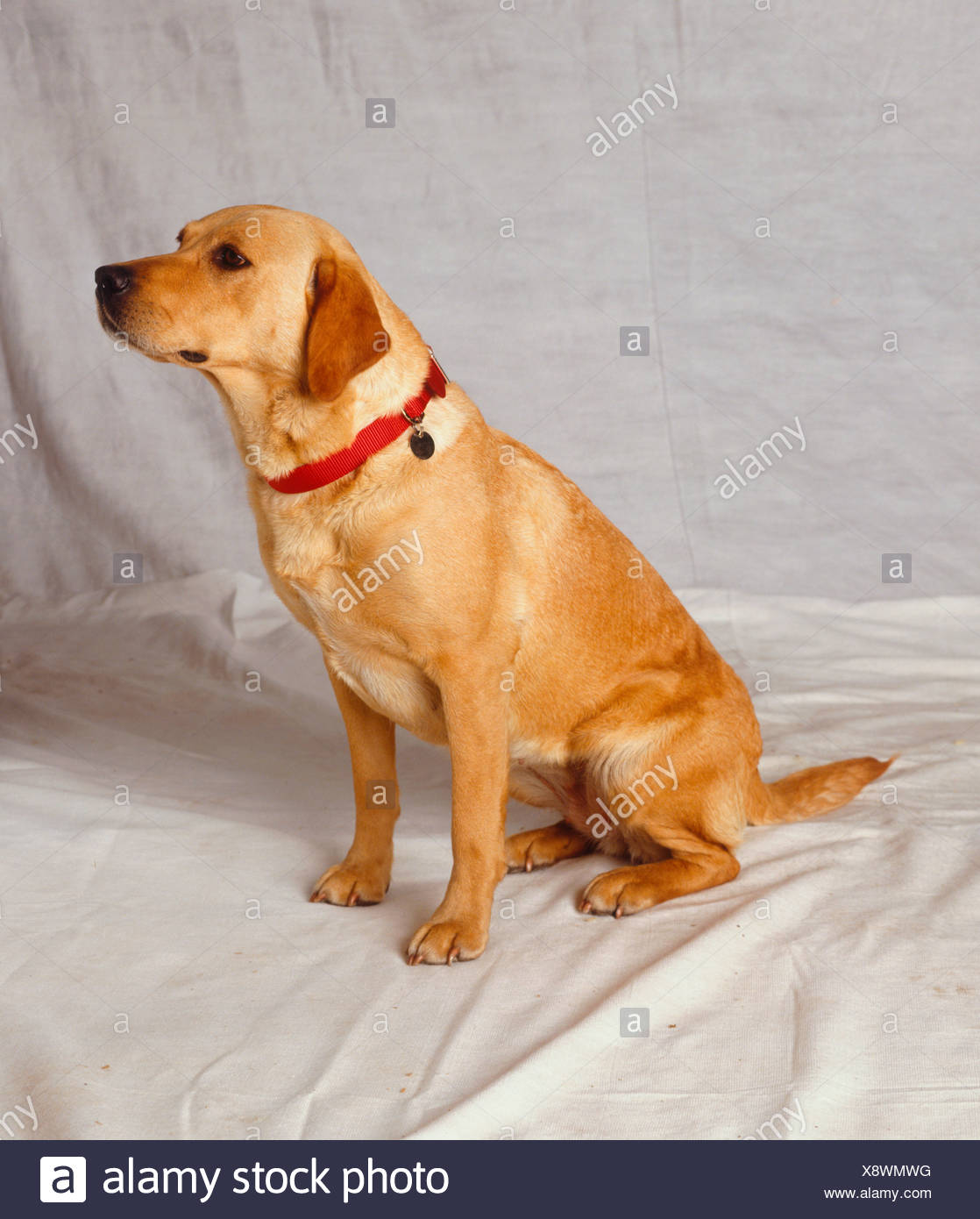 red golden labrador