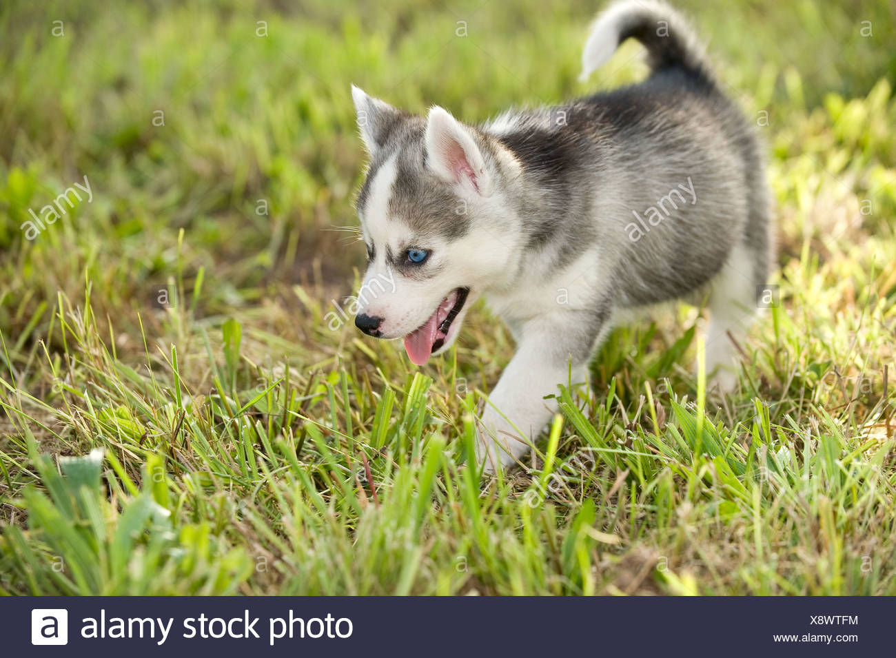 siberian husky dog puppy