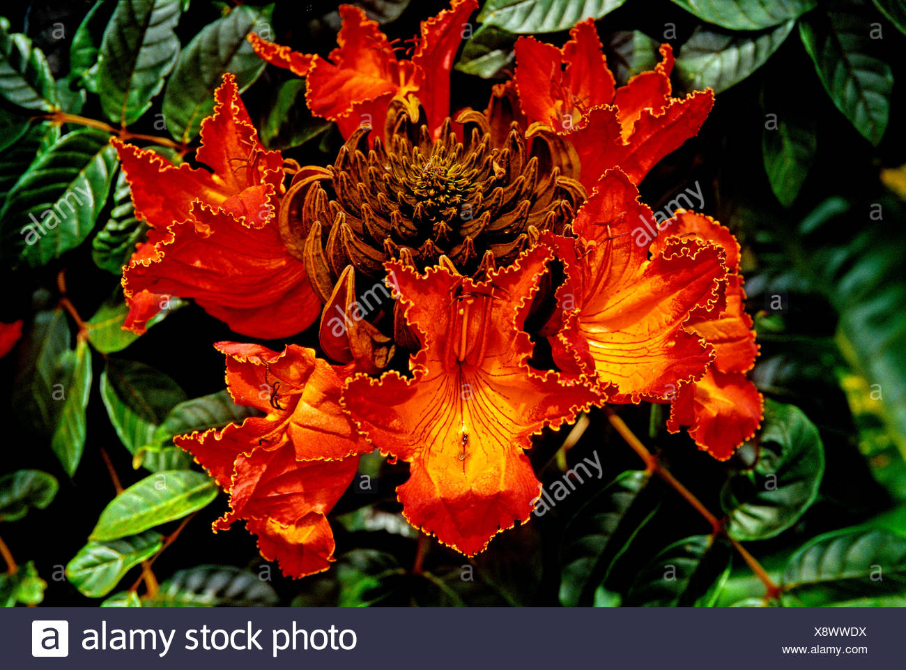 Nandi Flame High Resolution Stock Photography and Images - Alamy