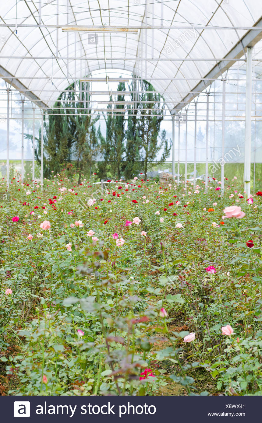 Greenhouse Rose Farming High Resolution Stock Photography and Images