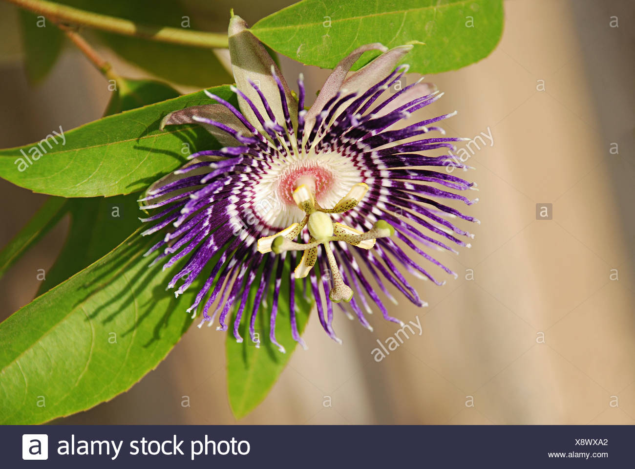 😊 Passion fruit scientific name. How to Eat Passionfruit 12 Steps