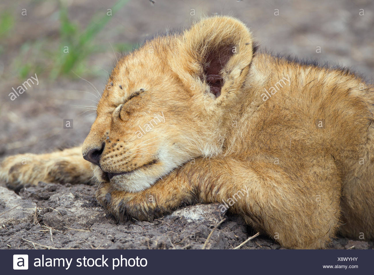Sleeping Baby Lion High Resolution Stock Photography And Images Alamy Sleeping Baby Lion High Resolution Stock Photography And Images Alamy