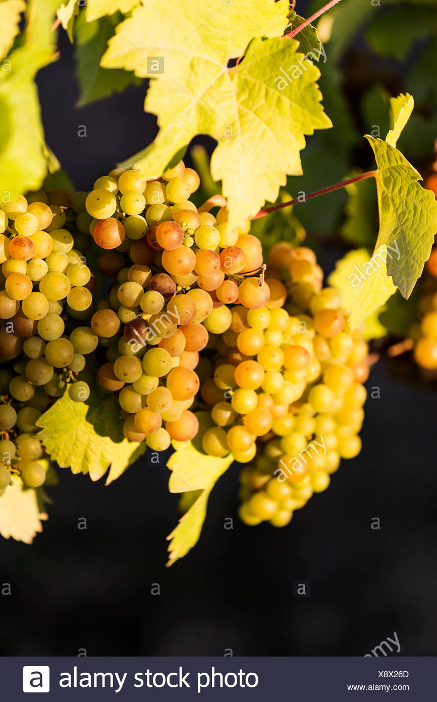 Grapes Images High Resolution Stock Photography and Images Alamy