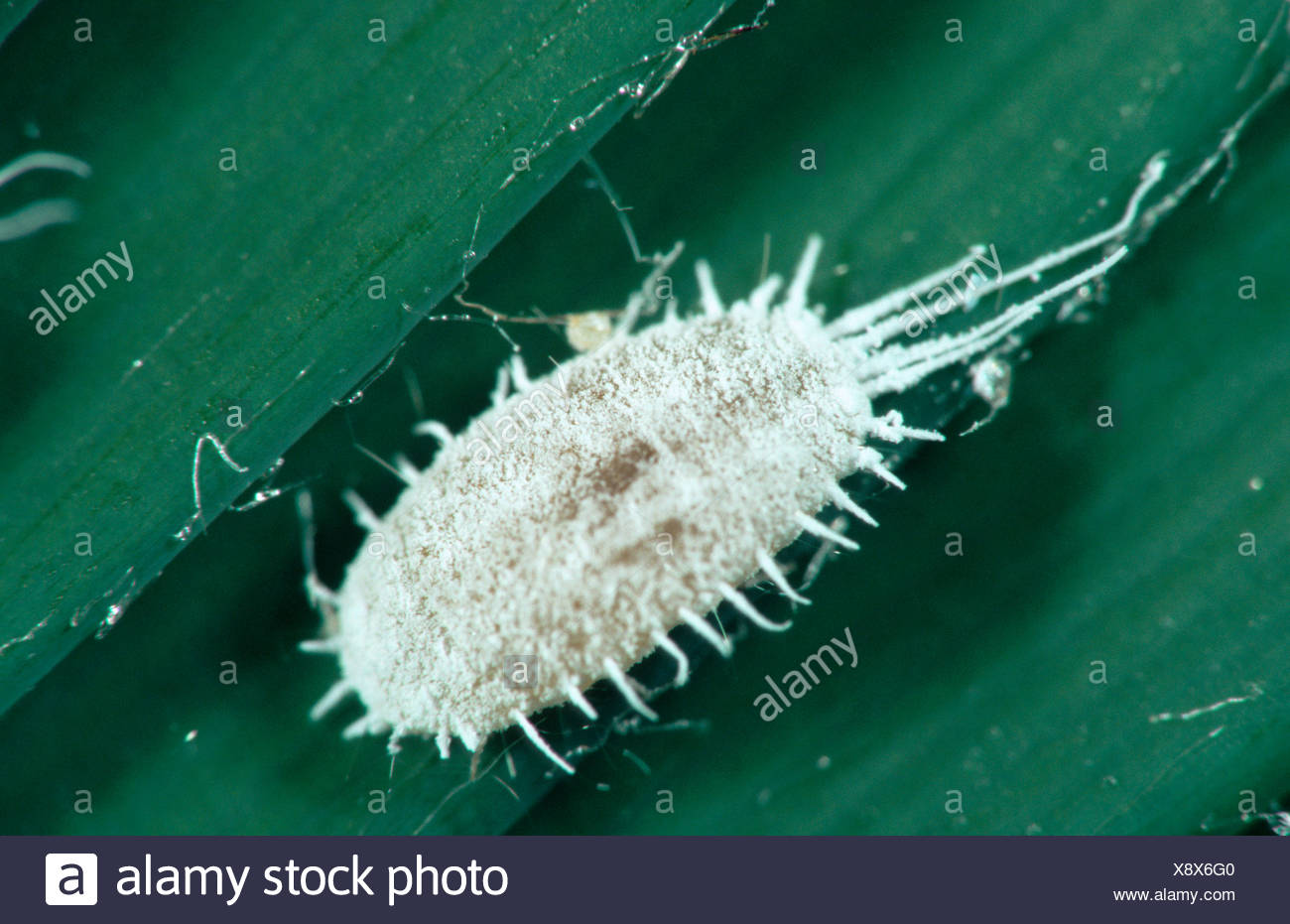 Citrus Mealy Bug Stock Photos & Citrus Mealy Bug Stock Images Alamy